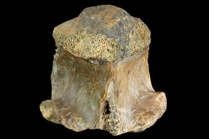 Fossil Crocodile Vertebra - Aguja Formation, Texas #116662